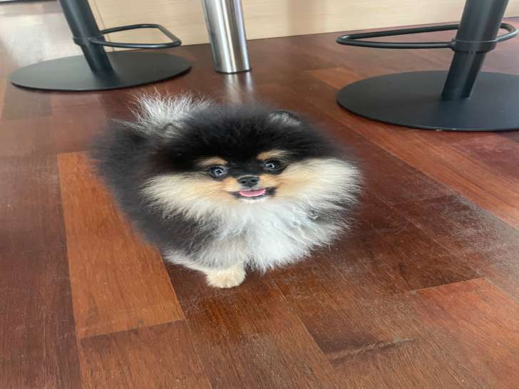 Chiot Spitz Nain black tan à vendre