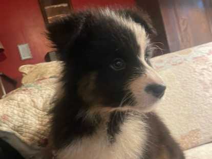 Are you ready - femelle sans queue