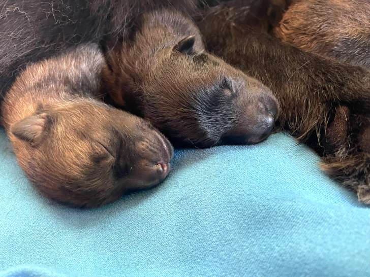Chiots de race Eurasier à vendre (3 femelles & 3 mâles)