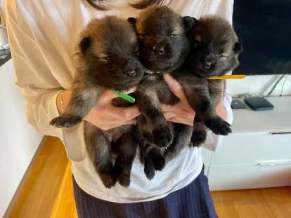 Chiots de race Eurasier à vendre (3 femelles & 3 mâles)