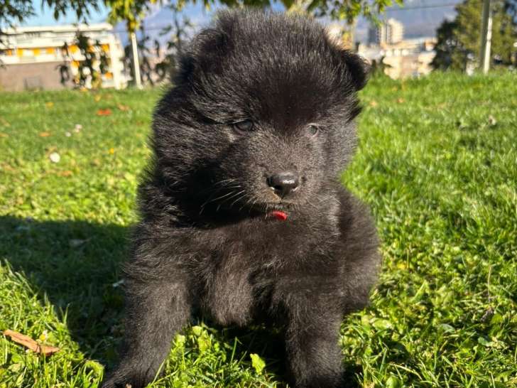 Chiots de race Eurasier à vendre (3 femelles & 3 mâles)