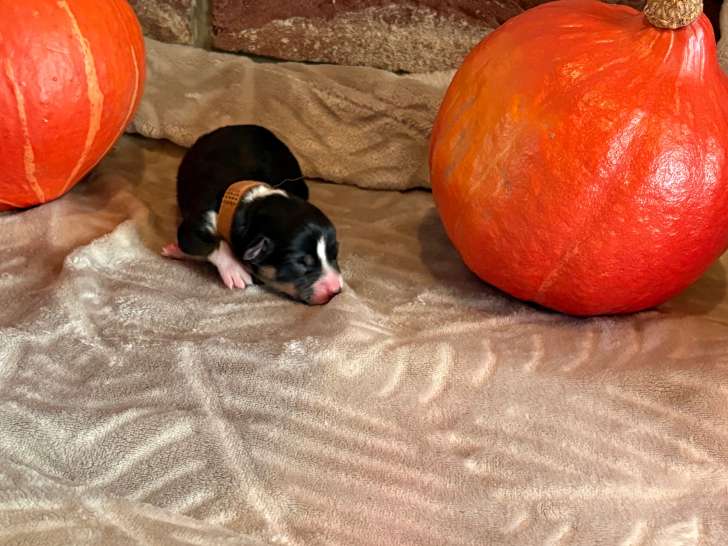 Chiots Welsh Corgi Pembroke tricolores à vendre