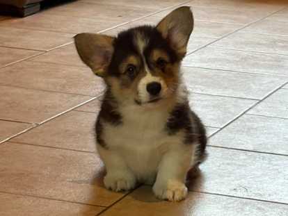 Chiots Welsh Corgi Pembroke tricolores à vendre