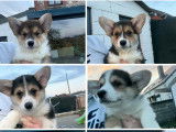 Chiots Welsh Corgi Pembroke tricolores &agrave; vendre