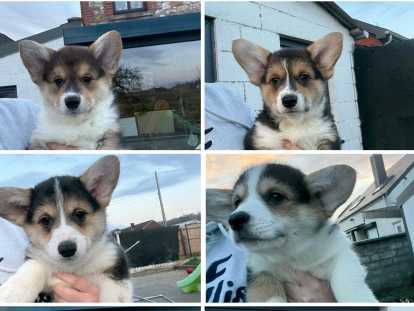 Chiots Welsh Corgi Pembroke tricolores &agrave; vendre