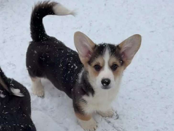 Chiots Welsh Corgi Pembroke tricolores &agrave; vendre