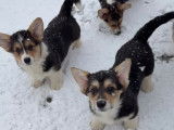 Chiots Welsh Corgi Pembroke tricolores &agrave; vendre