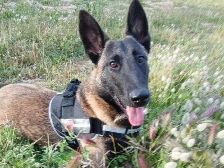Mâle Berger Belge Malinois disponible pour saillie