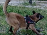 M&acirc;le Berger Belge Malinois disponible pour saillie