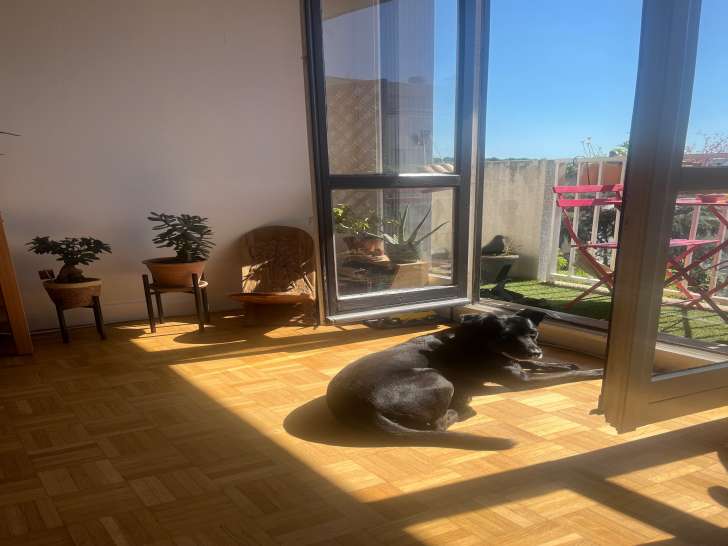 Chien à donner contre bons soins