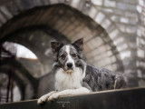 Mâle Border Collie bleu merle disponible à la saillie