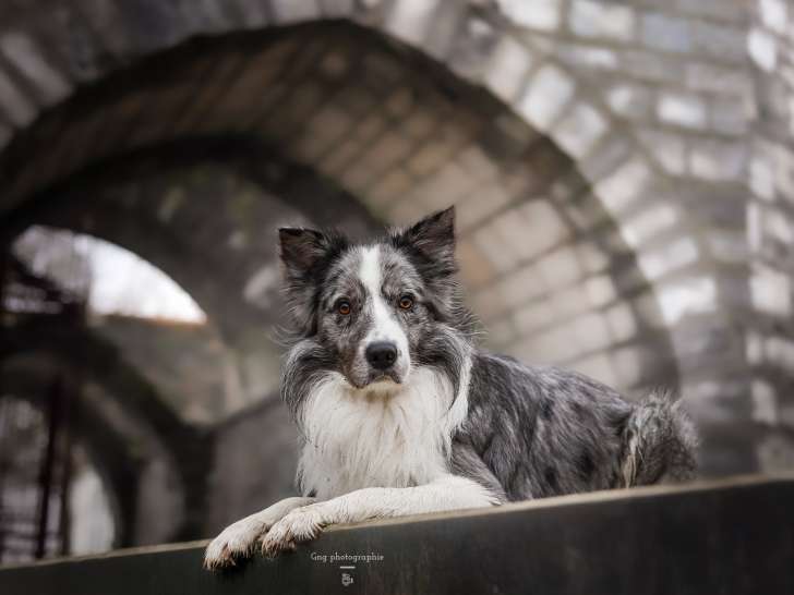 Mâle Border Collie bleu merle disponible à la saillie