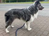 Mâle Border Collie bleu merle disponible à la saillie