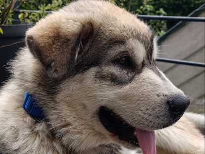 Magnifique jeune Malamute à vendre
