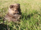5 chiots Spitz Allemand à réserver (non LOF)