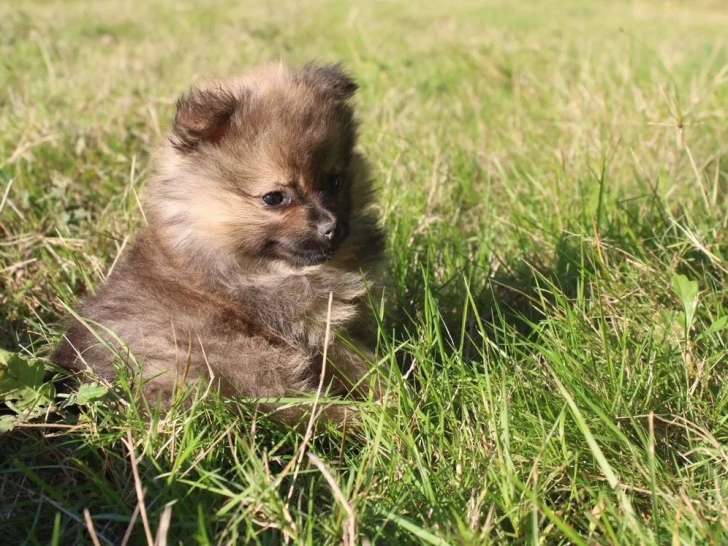 5 chiots Spitz Allemand à réserver (non LOF)