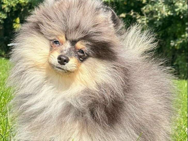 1 chiot mâle Spitz Nain merle et tan LOF de juin 2025 à vendre