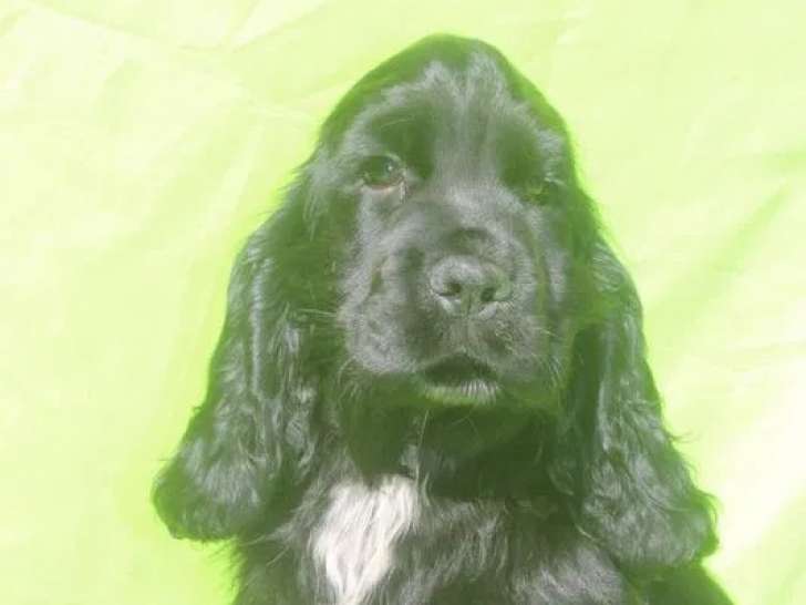 3 chiots mâles Cocker Anglais LOF à vendre