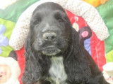 3 chiots mâles Cocker Anglais LOF à vendre