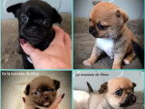 4 chiots Chihuahua disponibles à la réservation (LOF)