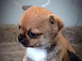4 chiots Chihuahua disponibles à la réservation (LOF)