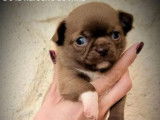 4 chiots Chihuahua disponibles à la réservation (LOF)
