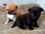4 chiots Chihuahua disponibles à la réservation (LOF)