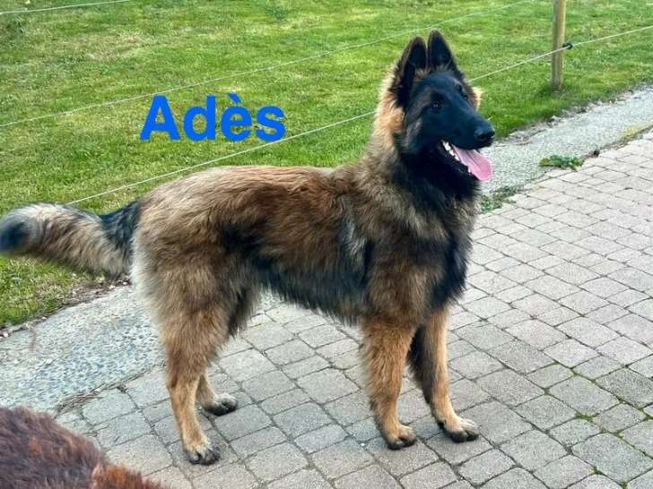 3 chiots mâles Berger Belge Tervueren LOF à vendre