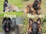 3 chiots mâles Berger Belge Tervueren LOF à vendre