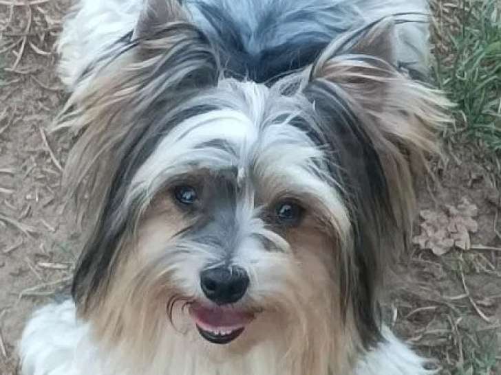 1 chien Biewer Yorkshire à vendre (non LOF)