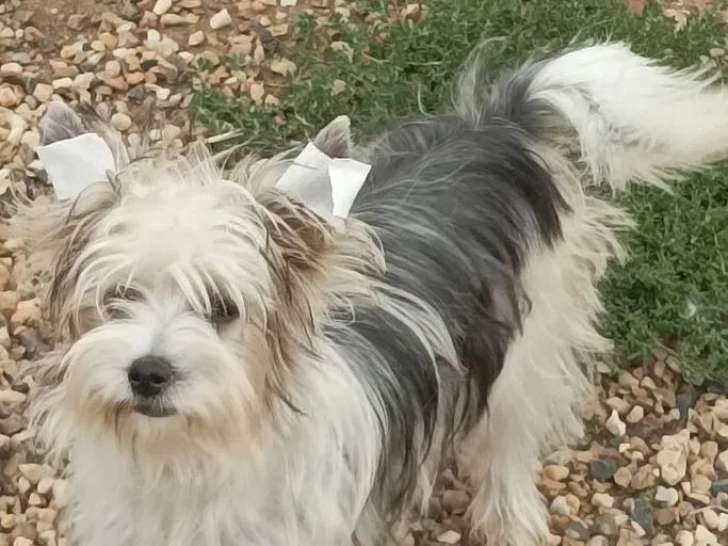 1 chiot femelle Biewer Yorkshire disponible à la vente (non LOF)