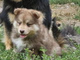 3 chiots Finnois de Laponie LOF à vendre
