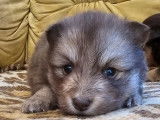 3 chiots Finnois de Laponie LOF à vendre
