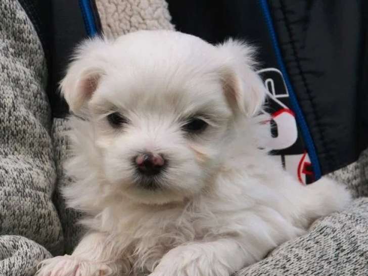 3 chiots mâles Bichon Maltais non LOF à réserver
