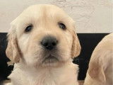 6 chiots Golden Retriever LOF à réserver