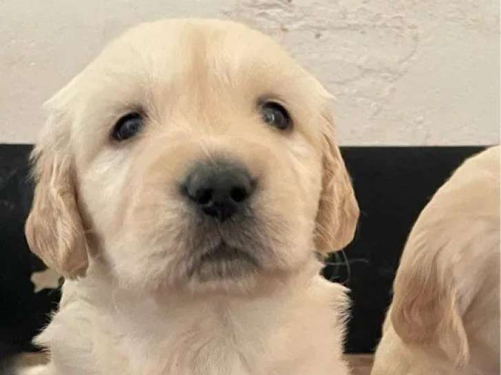 6 chiots Golden Retriever LOF à réserver