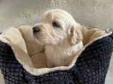 6 chiots Golden Retriever LOF à réserver