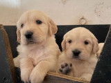 6 chiots Golden Retriever LOF à réserver