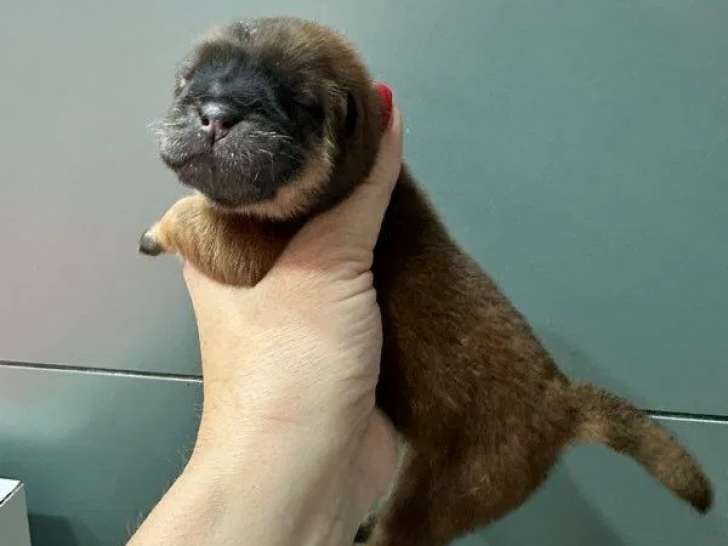 2 chiots femelles Chow Chow à réserver (non LOF)