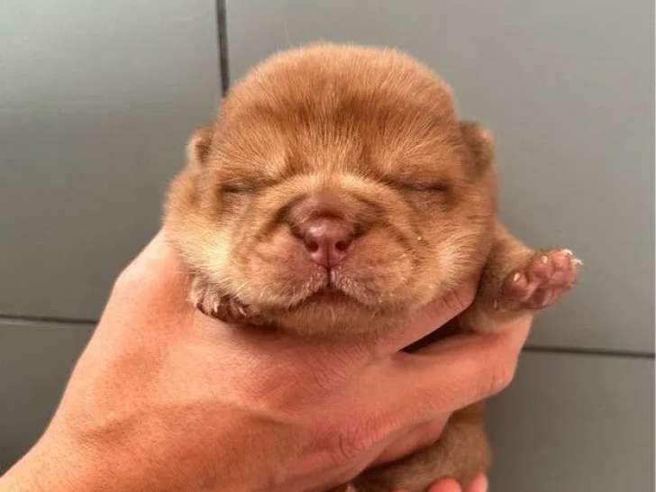 3 chiots Chow Chow disponibles à l’achat (non LOF)