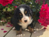 2 chiots femelles Bouvier Bernois LOF à vendre