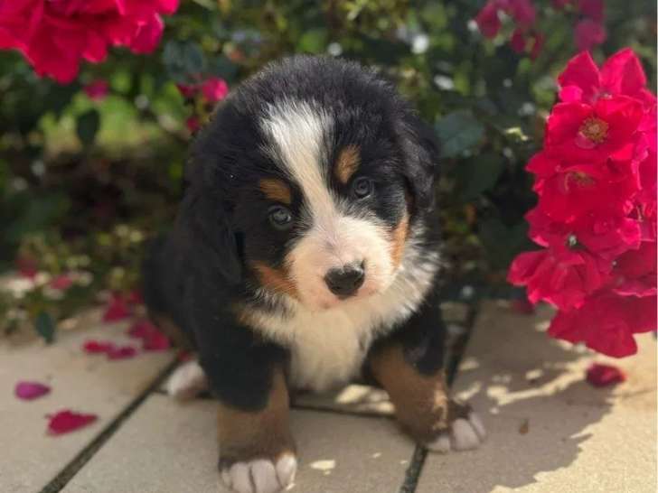 2 chiots femelles Bouvier Bernois LOF à vendre