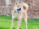 1 chiot femelle Shiba Inu LOF à vendre