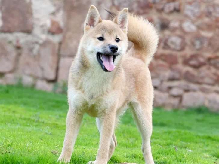 1 chiot femelle Shiba Inu LOF à vendre