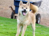 1 chiot femelle Shiba Inu LOF à vendre