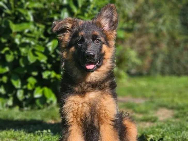 1 chiot mâle Berger Allemand LOF à vendre