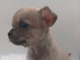 1 chiot mâle Chihuahua LOF à réserver