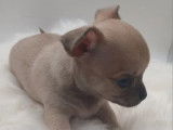 1 chiot mâle Chihuahua LOF à réserver
