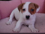 6 chiots Jack Russell à réserver (non LOF)
