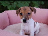 6 chiots Jack Russell à réserver (non LOF)
